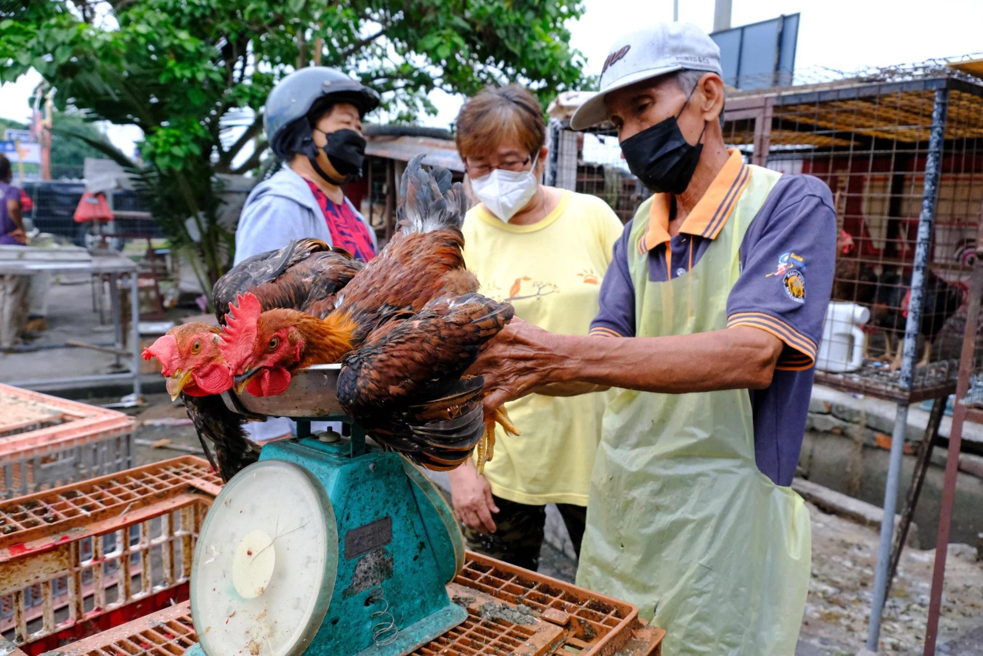 Một hàng bán gà sống tại khu chợ ở Sekinchan, Selangor. Ảnh: Bloomberg.