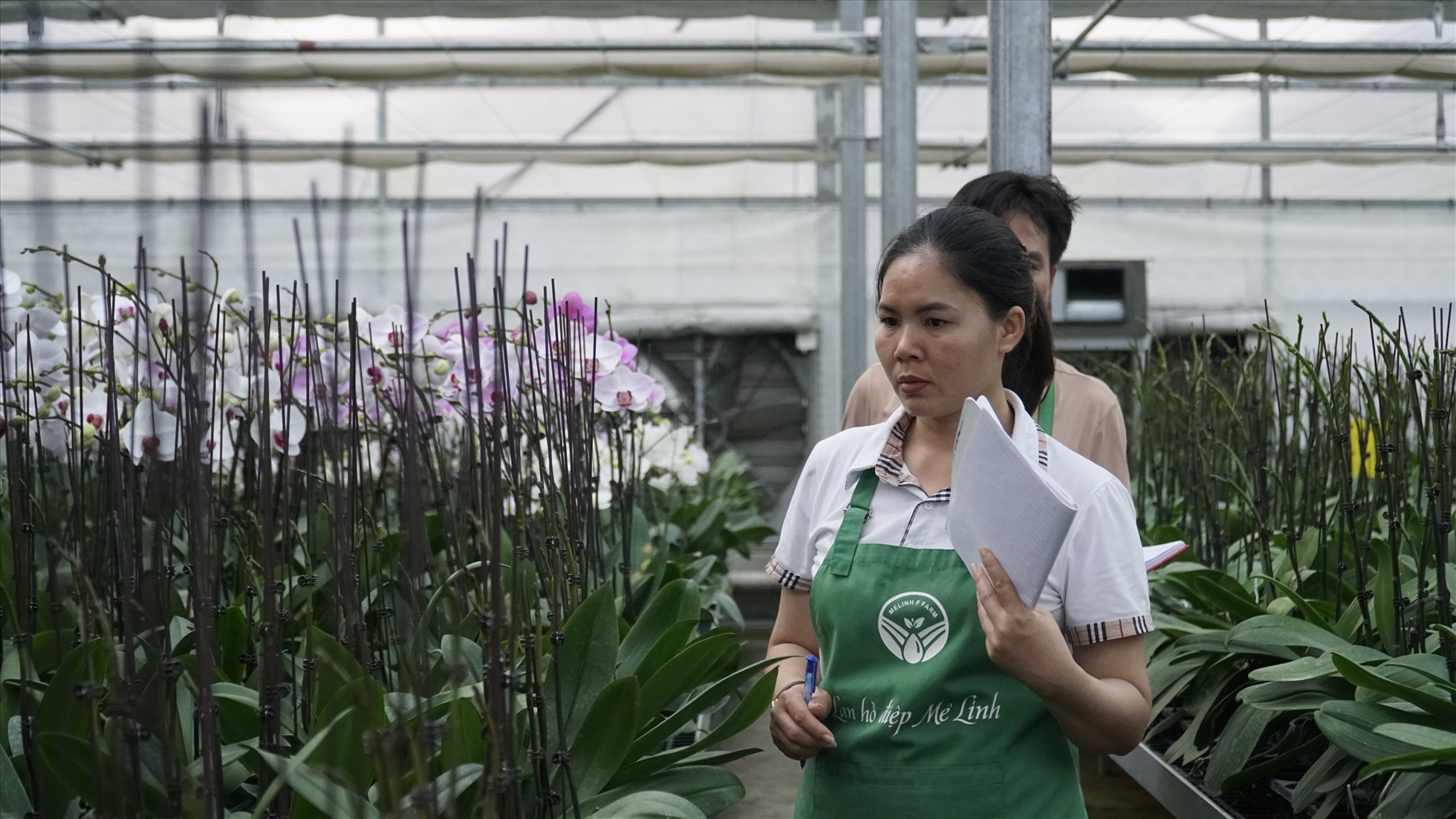 Cùng với hoa trồng trên đồng ruộng, Festival hoa Mê Linh cũng quy tụ các loại hoa lan được trồng ứng dụng công nghệ cao. Bà Nguyễn Thị Huyền - nhân viên chăm sóc hoa lan cho biết: “Cửa hàng chúng tôi sẽ trưng bày từ 200-300 chậu hoa lan các loại trong lễ hội. Việc chăm sóc, chuẩn bị cũng diễn ra hàng ngày nhưng với những chậu hoa lan để trưng bày tại lễ hội, chúng tôi sẽ kích nở sớm hơn“.