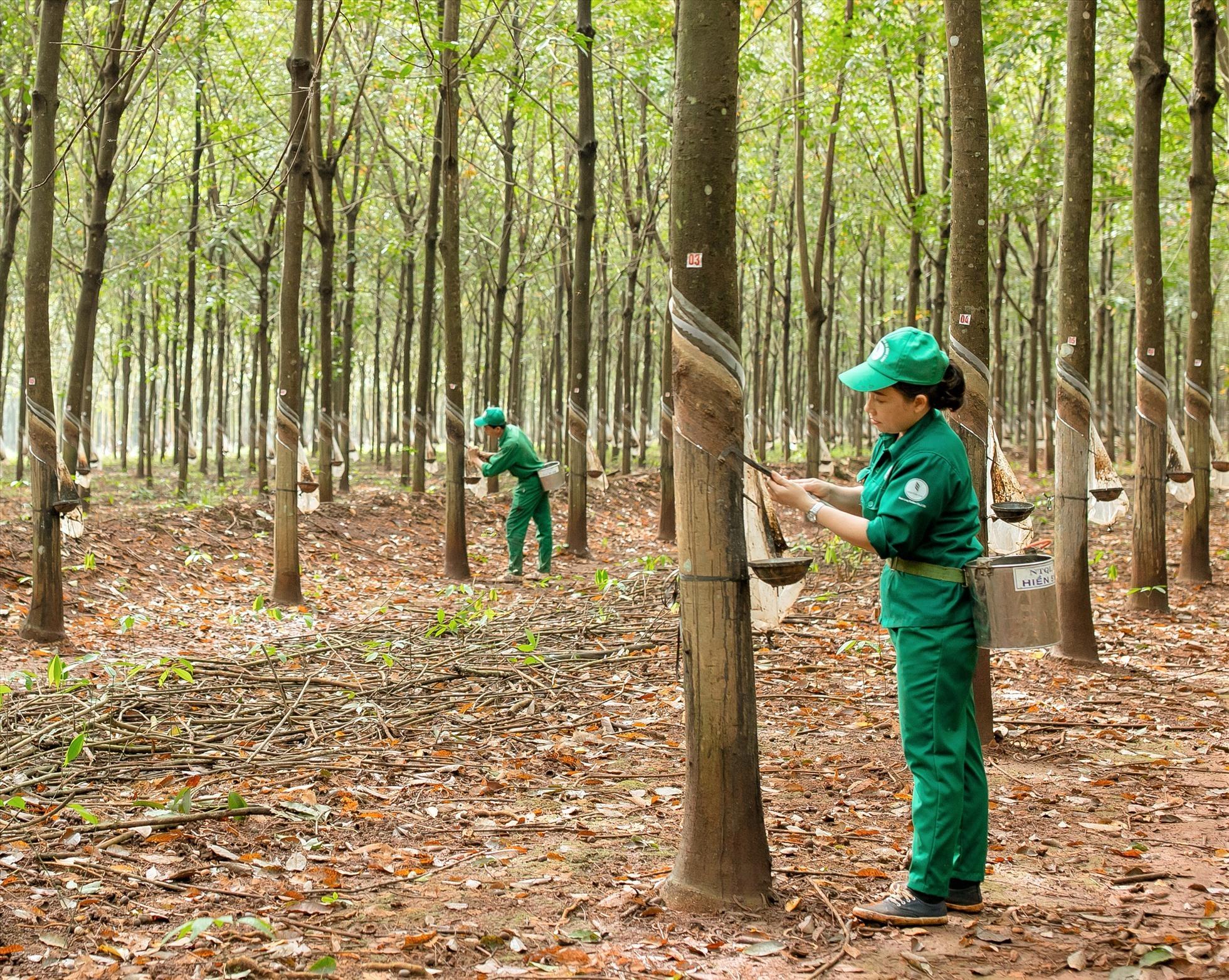 Quy định về trang bị phương tiện bảo vệ cá nhân cho người lao động