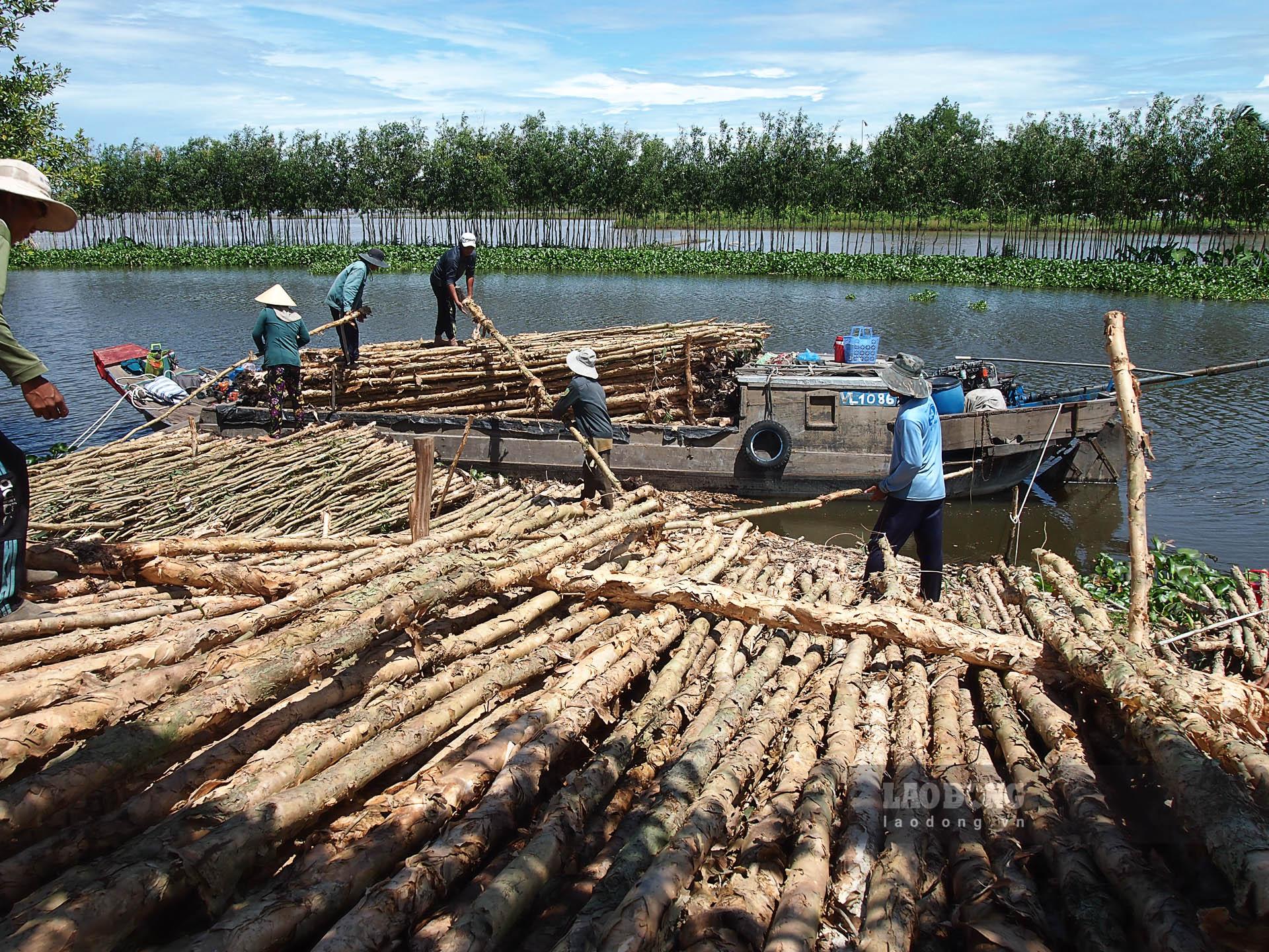 Mỗi điểm tập kết tràm có đến hàng chục lao động tham gia. Ảnh: Phương Anh