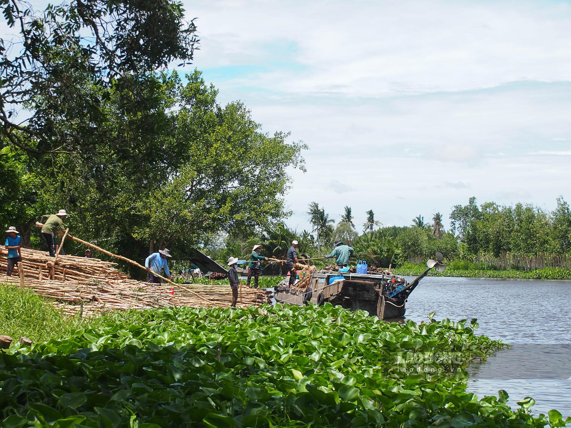 Không khí nhộn nhịp tại một điểm tập kết cừ tràm ở xã Mỹ Phước (Mỹ Tú, sóc Trăng)