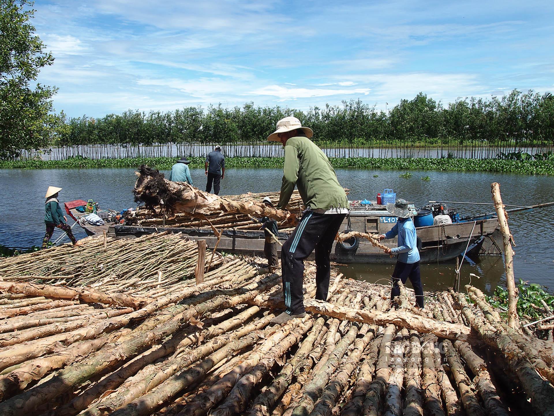 Nghề đốn, vác tràm - lấy sức đổi cơm cho lao động nông nhàn