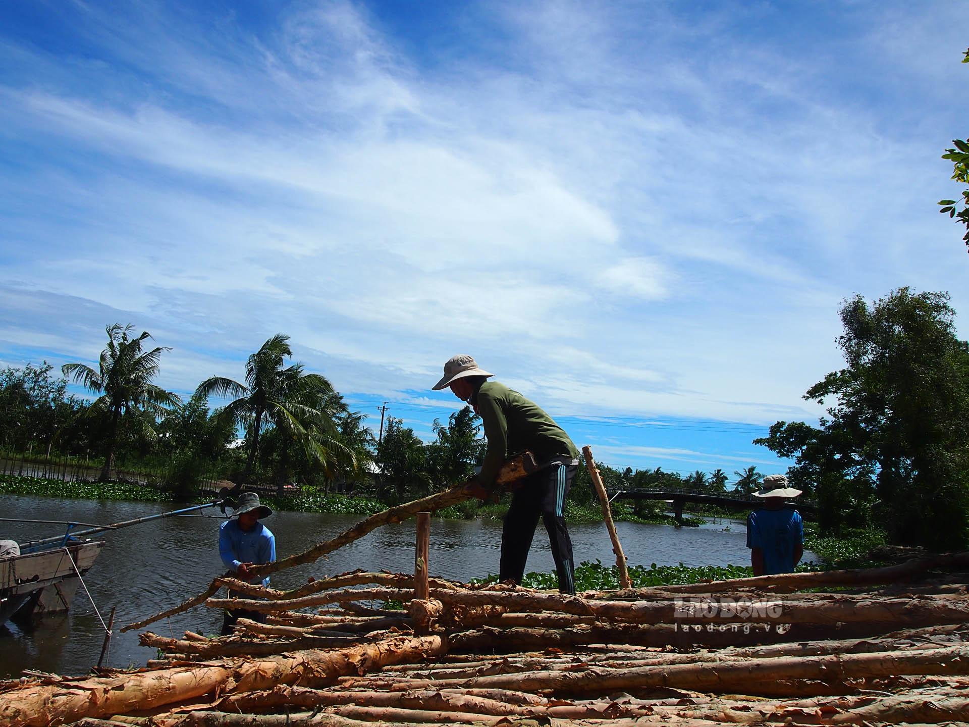 Những cây tràm lớn phải 2 người khiêng. Ảnh: Phương Anh