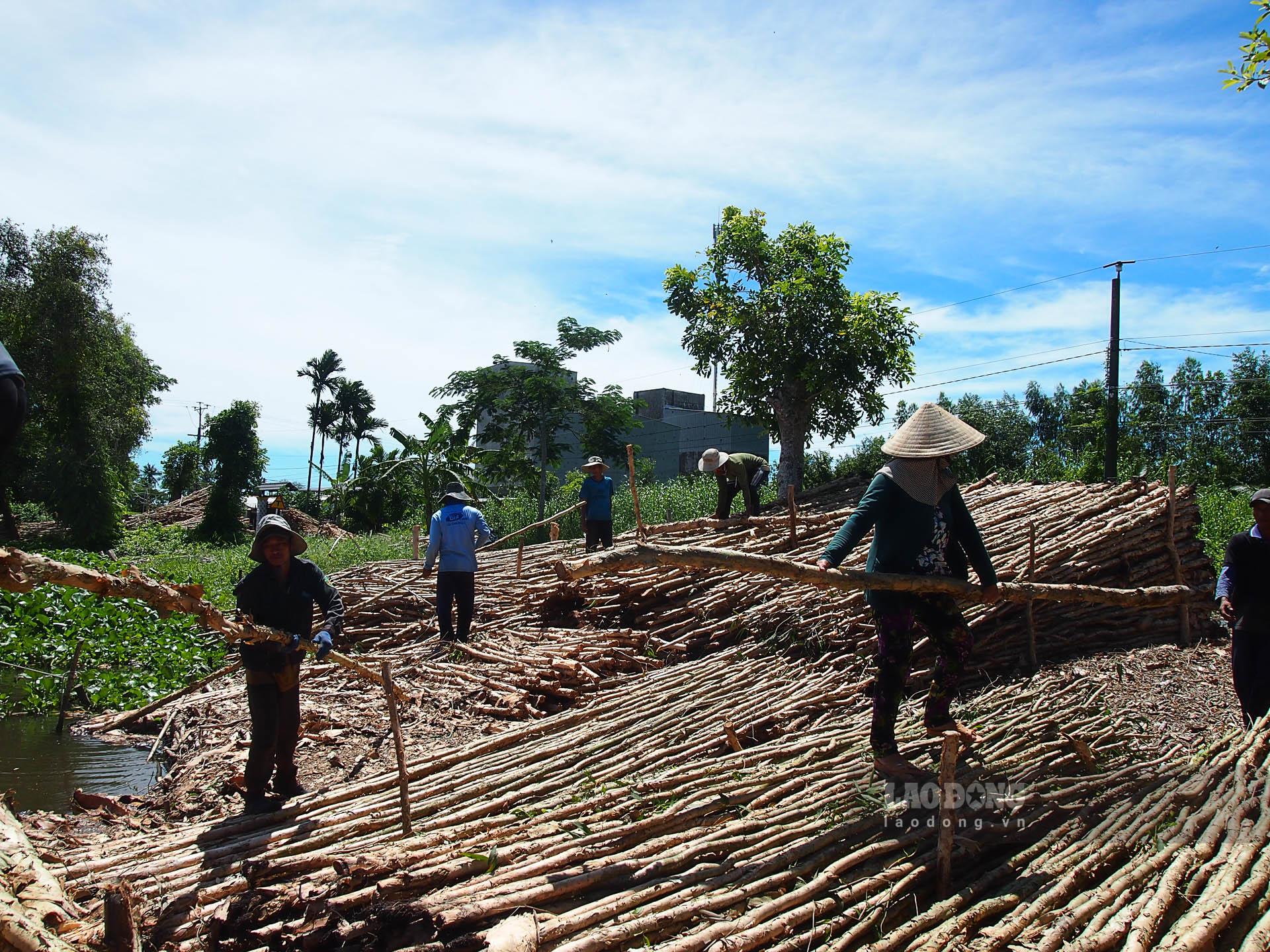 Nhân công vác tràm từ ghe lên bãi tập kết để phân loại tràm. Ảnh: Phương Anh