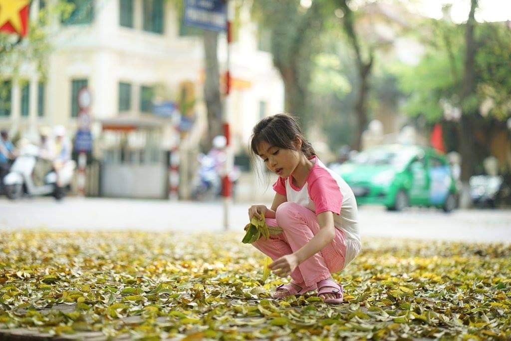 Ngắm đường Phan Đình Phùng trải thảm lá vàng