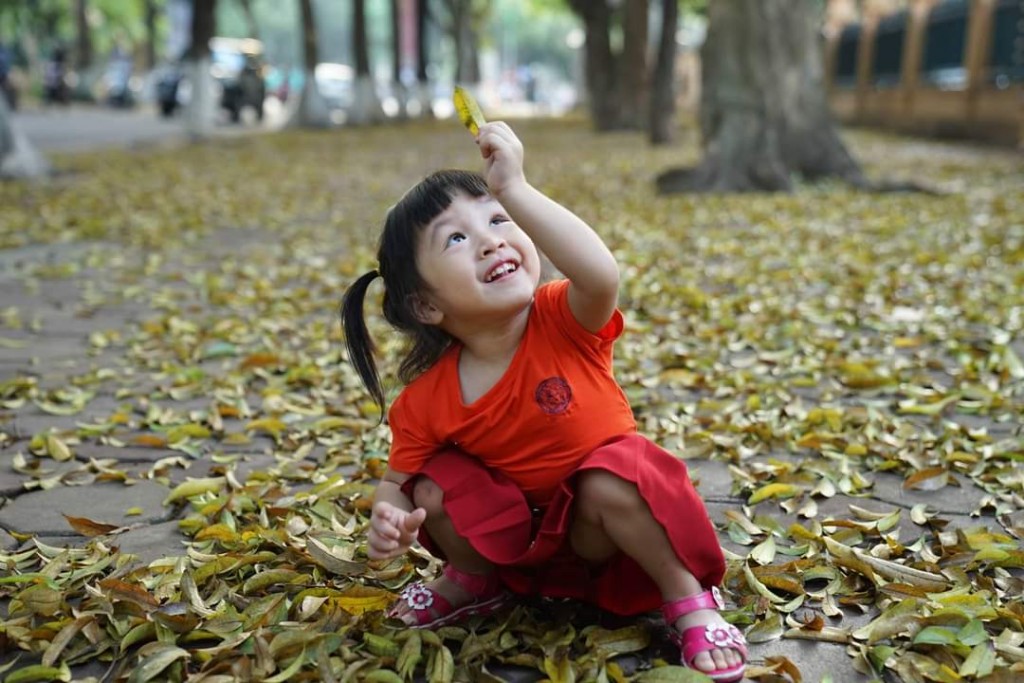 Ngắm đường Phan Đình Phùng trải thảm lá vàng