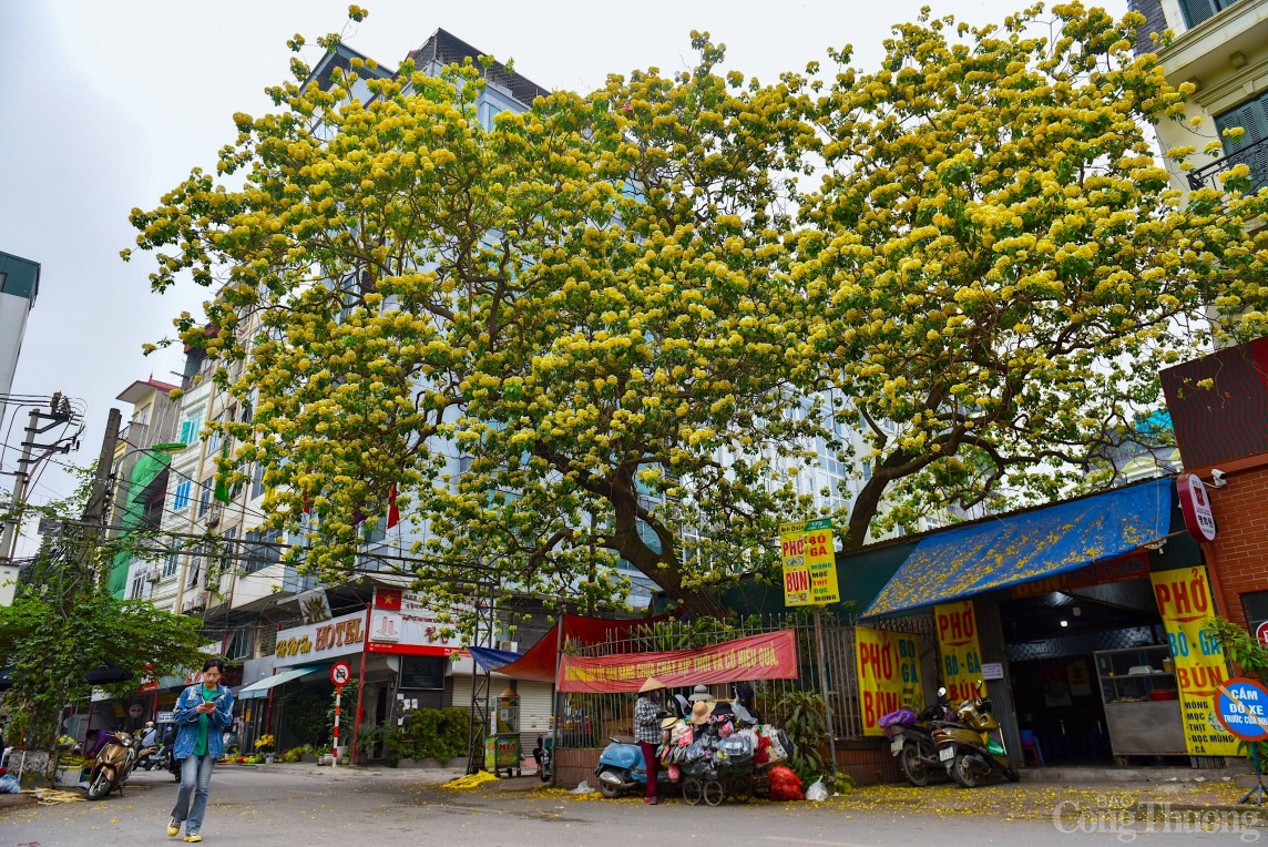 Hoa bún Hà Nội