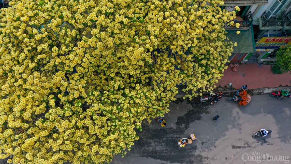 Hoa bún Hà Nội