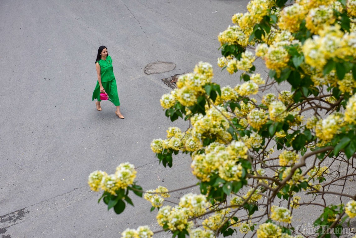 Hoa bún Hà Nội