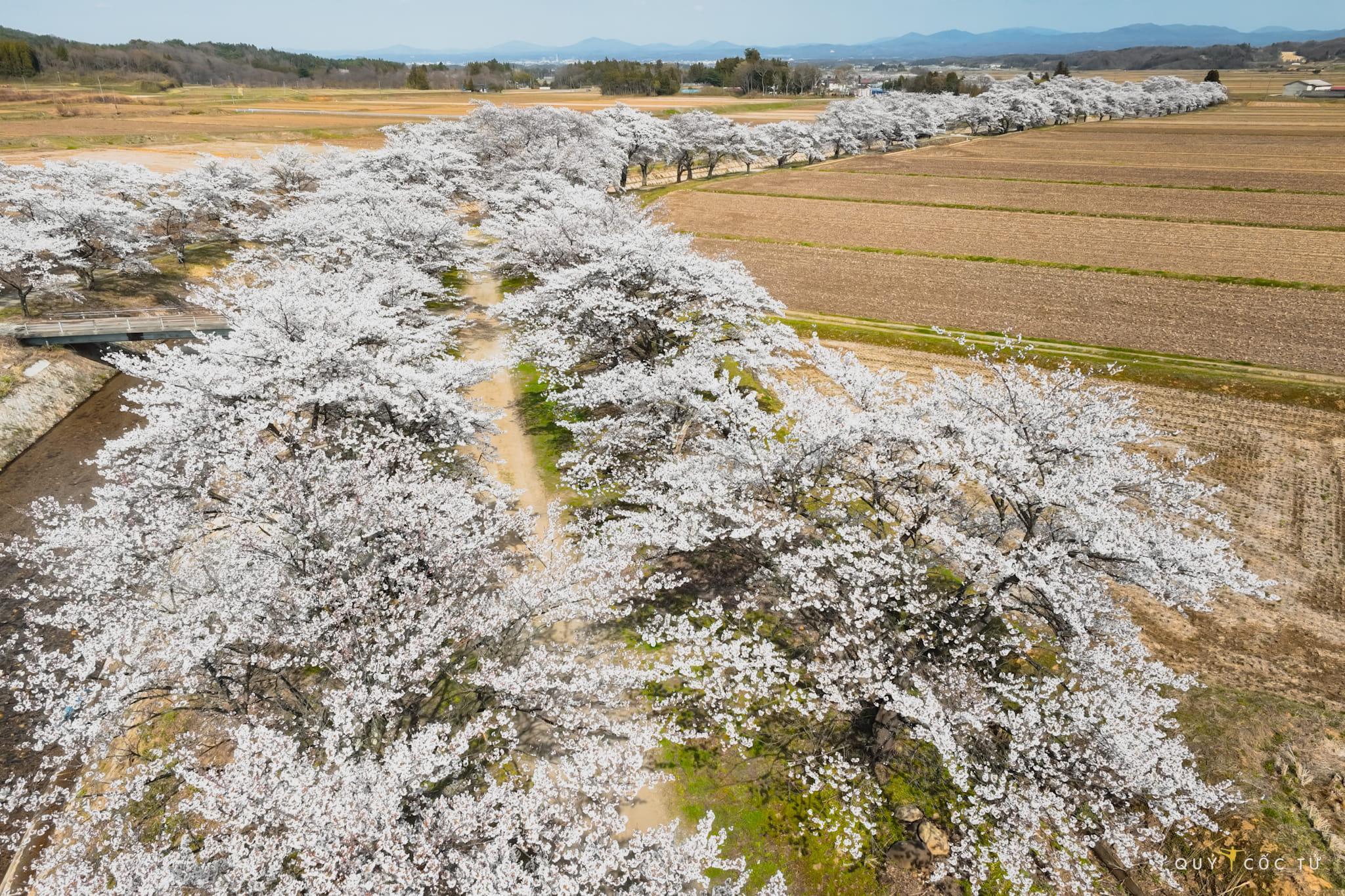 Được xếp vào top những điểm ngắm hoa anh đào đẹp mơ màng vào mùa xuân ở Fukushima là con đường nằm dọc bờ sông Sasahara. Tháng 4 này hoa nở rộ, phủ một màu trắng hồng dọc khắp con đường như một tấm khăn choàng mềm mại.