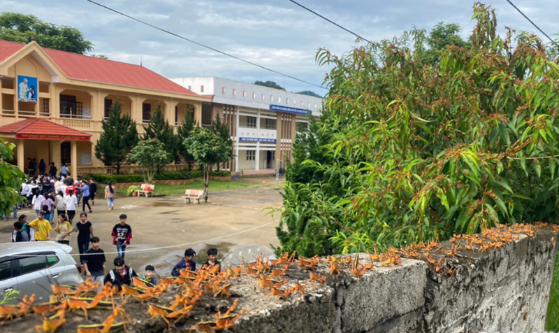 Châu chấu xuất hiện gần một trường học tại huyện Bình Gia. (Ảnh trước ngày 30/5/2024).