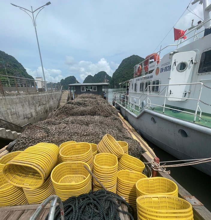 Quảng Ninh: Chuyển công an điều tra vụ 63 tấn hàu giống nghi nhập lậu