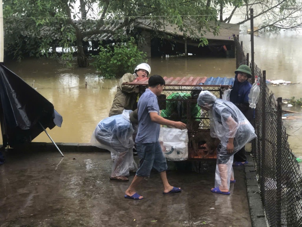 Tuổi trẻ huyện Mỹ Đức di chuyển gia xúc, gia cầm  ra khởi nơi ngập lụt