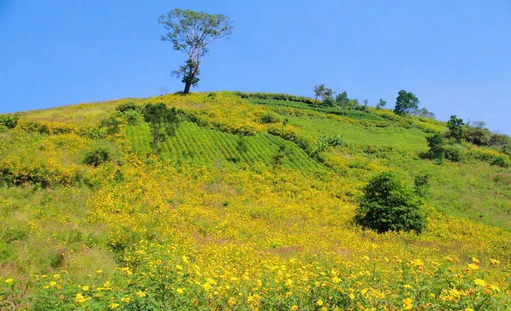 Gia Lai: Tuần lễ hoa dã quỳ - núi lửa Chư Đang Ya diễn ra vào tháng 11 Gia Lai: Tuần lễ hoa dã quỳ - núi lửa Chư Đang Ya diễn ra vào tháng 11