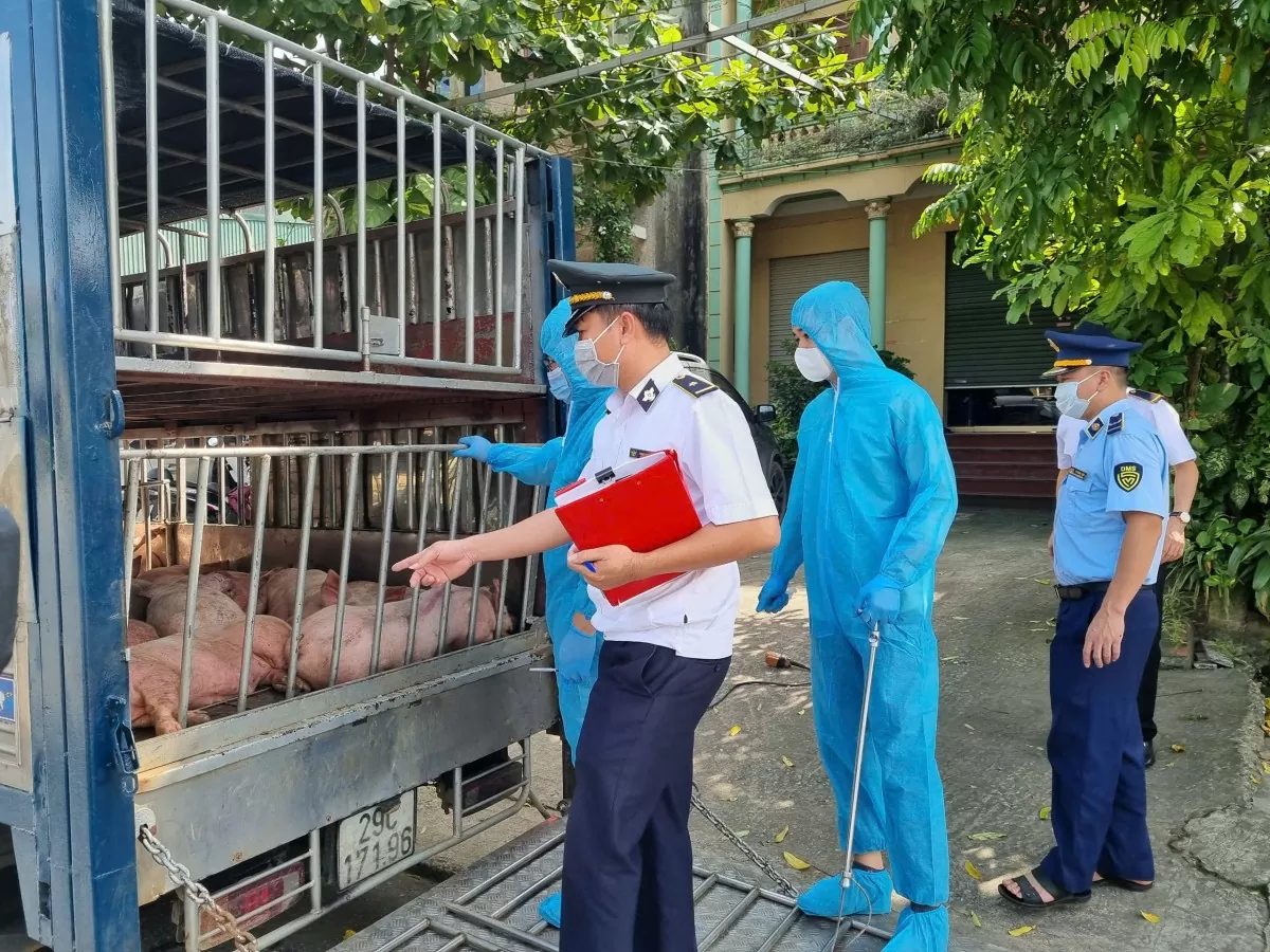 Thái Nguyên: Phát hiện gần 800 kg lợn chết, lợn bị nhiễm bệnh đang trên đường đi tiêu thụ Thái Nguyên: Phát hiện gần 800 kg lợn chết, lợn bị nhiễm bệnh đang trên đường đi tiêu thụ