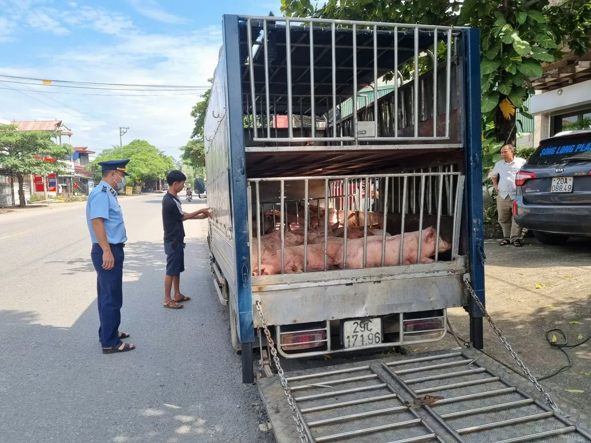 Thái Nguyên: Phát hiện gần 800 kg lợn chết, lợn bị nhiễm bệnh đang trên đường đi tiêu thụ Thái Nguyên: Phát hiện gần 800 kg lợn chết, lợn bị nhiễm bệnh đang trên đường đi tiêu thụ