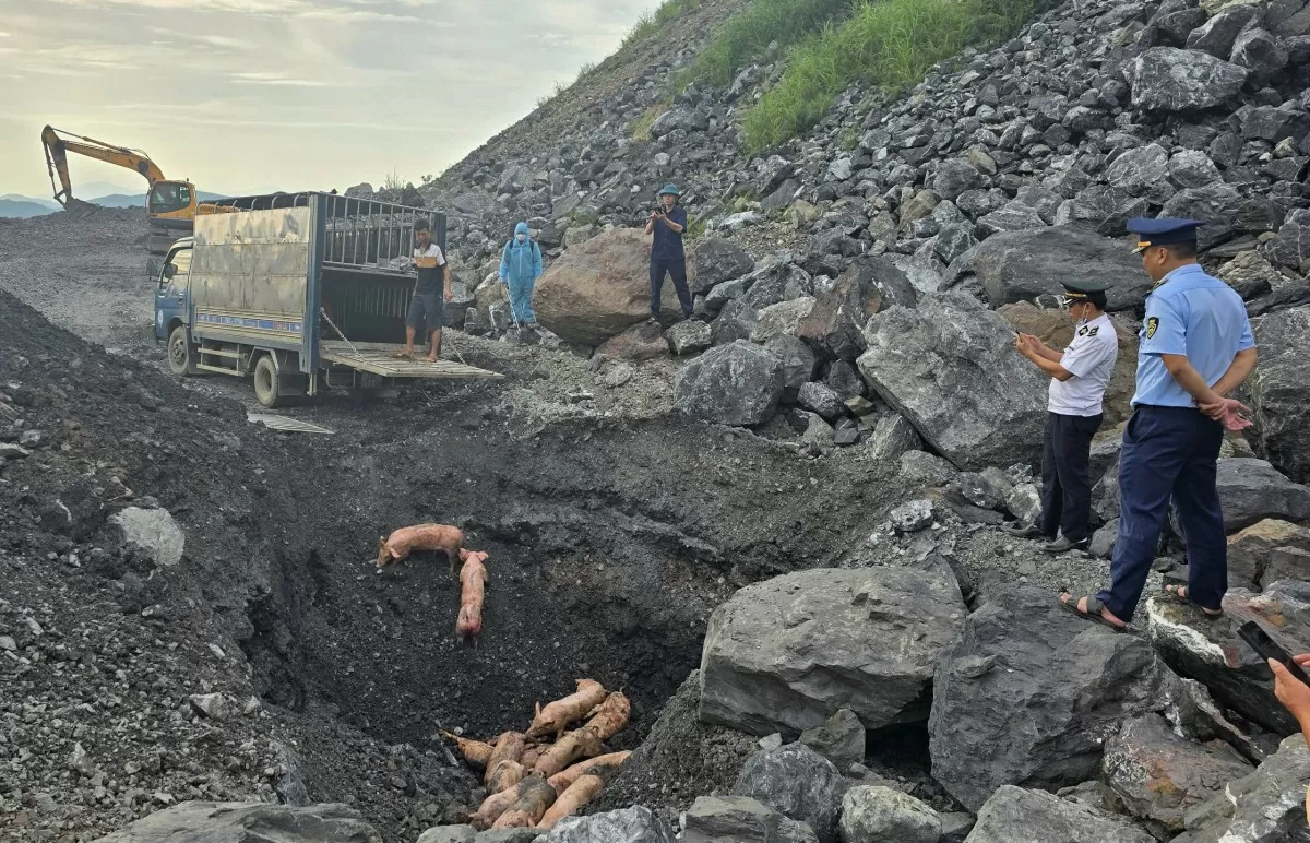 Thái Nguyên: Phát hiện gần 800 kg lợn chết, lợn bị nhiễm bệnh đang trên đường đi tiêu thụ Thái Nguyên: Phát hiện gần 800 kg lợn chết, lợn bị nhiễm bệnh đang trên đường đi tiêu thụ