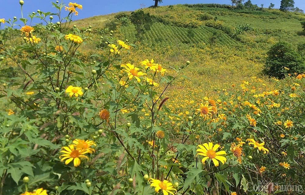 Ngắm hoa dã quỳ khoe sắc trên triền núi lửa Chư Đang Ya mùa lễ hội Ngắm hoa dã quỳ khoe sắc trên triền núi lửa Chư Đang Ya mùa lễ hội