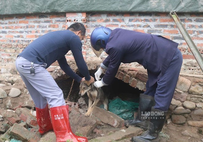 Gia tăng số người phơi nhiễm bệnh dại ở Lào Cai