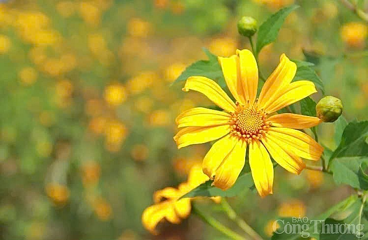 Ngắm hoa dã quỳ khoe sắc trên triền núi lửa Chư Đang Ya mùa lễ hội Ngắm hoa dã quỳ khoe sắc trên triền núi lửa Chư Đang Ya mùa lễ hội