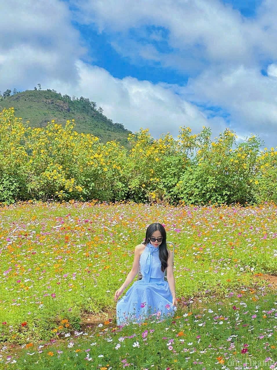 Ngắm hoa dã quỳ khoe sắc trên triền núi lửa Chư Đang Ya mùa lễ hội Ngắm hoa dã quỳ khoe sắc trên triền núi lửa Chư Đang Ya mùa lễ hội