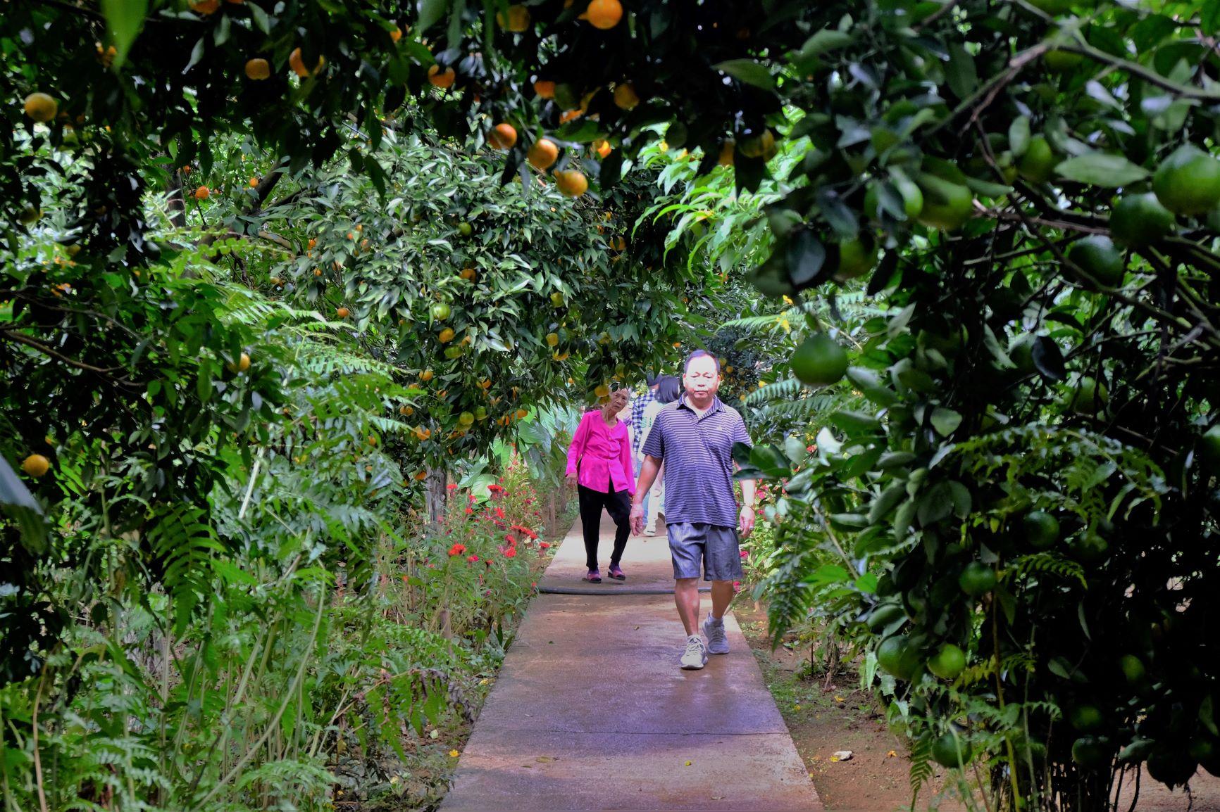 Hiện tại ở toàn huyện Mộc Châu, tỉnh Sơn La có hơn 380 ha trồng cam rốn lồi, cam Cao Phong và cam canh với sản lượng đạt trên 2000 tấn mỗi năm. Chủ yếu người dân trồng cam để bán nông sản, cây giống, chưa có nhiều nơi kết hợp với kinh doanh du lịch.