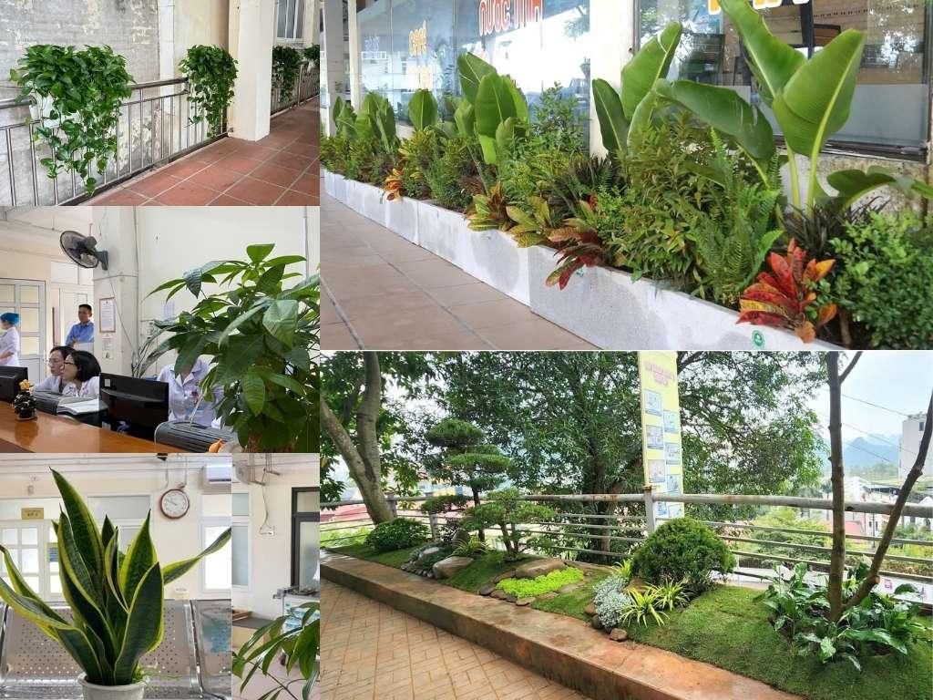 Màu xanh tràn ngập BVĐK tỉnh Quảng Ninh. Ảnh: Hương Giang