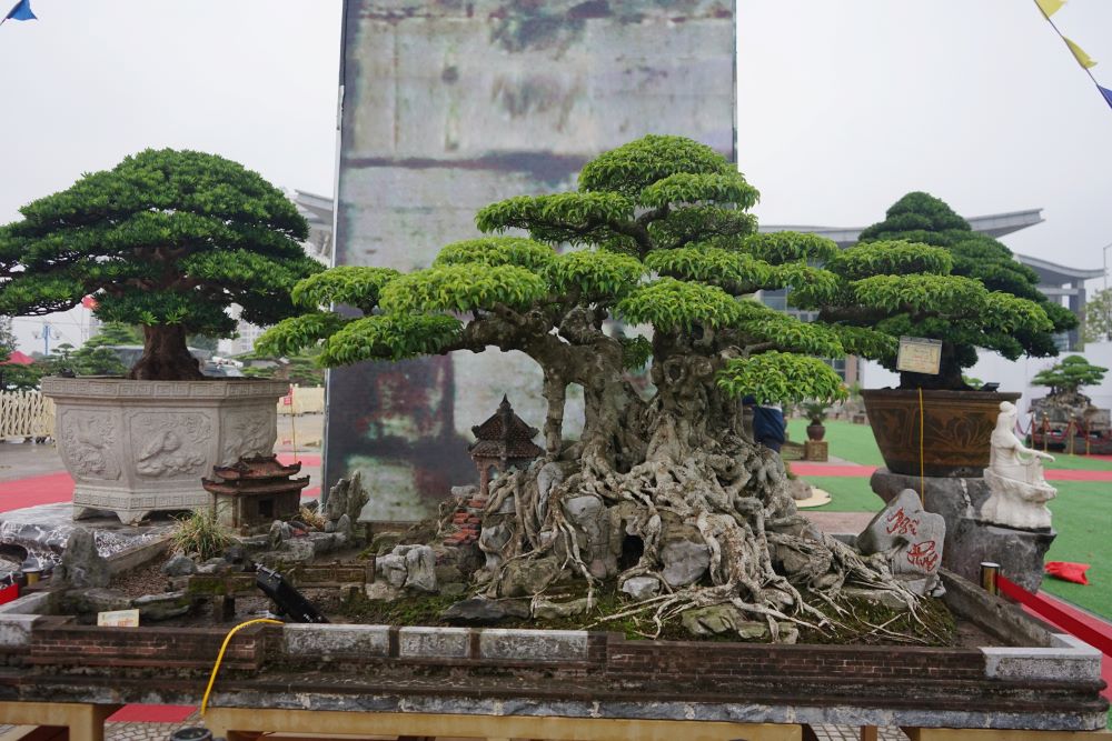 Có rất nhiều cây bonsai cổ, đẹp được chủ nhân định giá lên tới hàng tỉ đồng. Ảnh: Quách Du