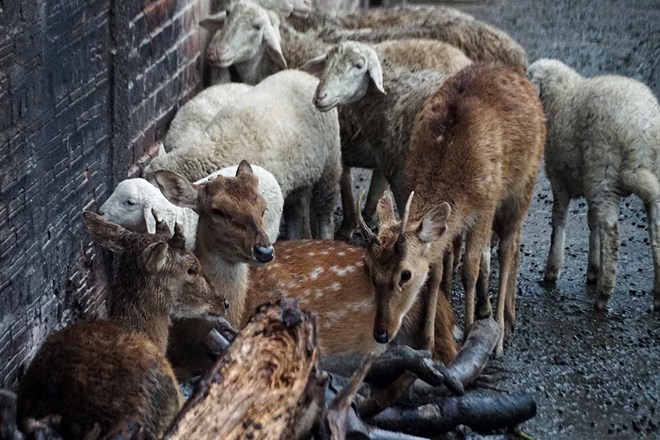 Chống rét cho động vật tại Vườn thú Hà Nội