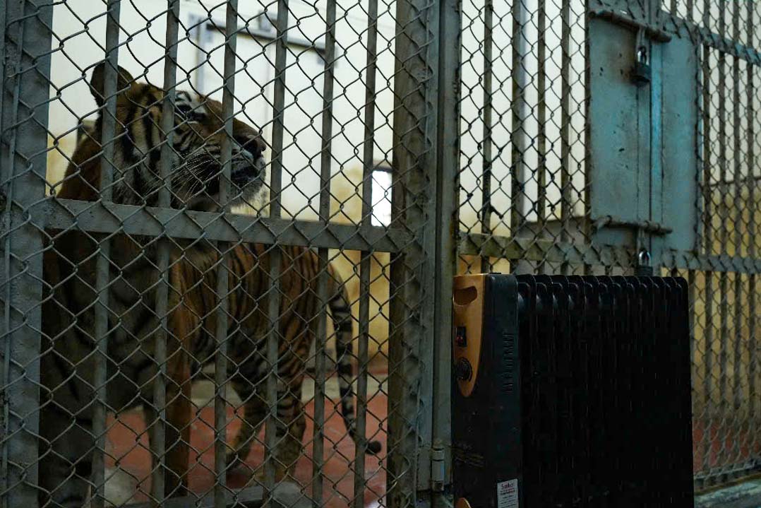 Máy sưởi tại chuồng hổ. Ảnh: Hữu Vũ