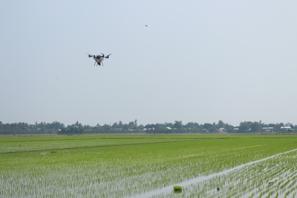 Cánh đồng lúa tại tỉnh Đồng Tháp được drone chăm sóc. Ảnh: Nhóm PV.