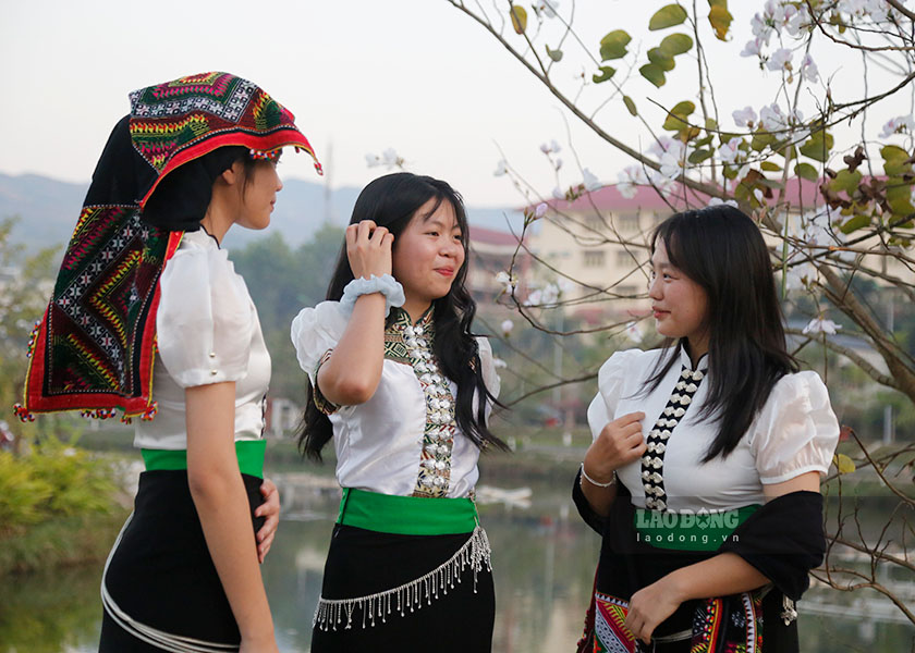 Thời điểm hoa ban nở rộ nhất kéo dài từ 2-3 tuần.