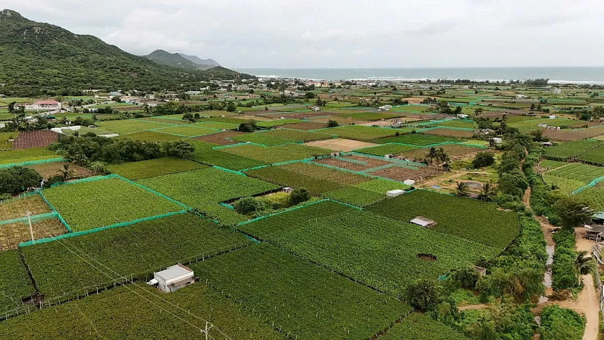 khôi phục dự án điện hạt nhân khôi phục dự án điện hạt nhân