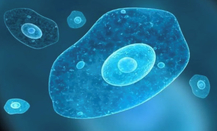 Ký sinh trùng đơn bào có tên khoa học "Entamoeba histolytica" dưới kính hiển vi. Ảnh: pharmacity.vn