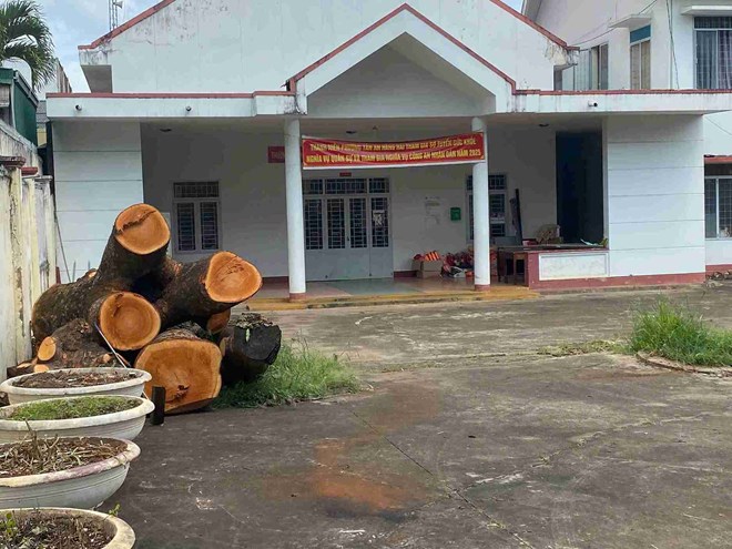2 cây xà cừ gần 30 năm trong trụ sở công an phường ở Đắk Lắk bị đốn hạ