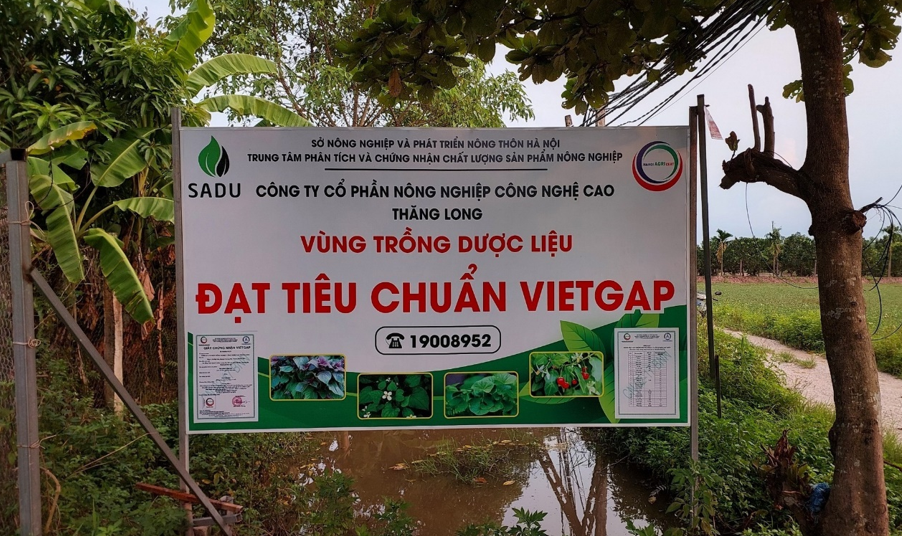 Vùng nguyên liệu đạt chuẩn VIETGAP – nền tảng để SADU tạo ra những sản phẩm trà dược liệu an toàn, chất lượng cao.