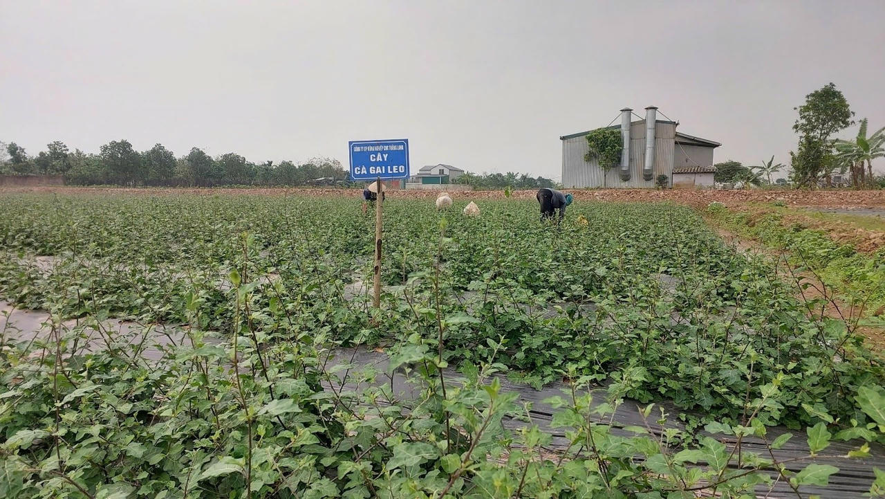 Vùng nguyên liệu cà gai leo của SADU được quy hoạch và canh tác theo tiêu chuẩn hữu cơ.
