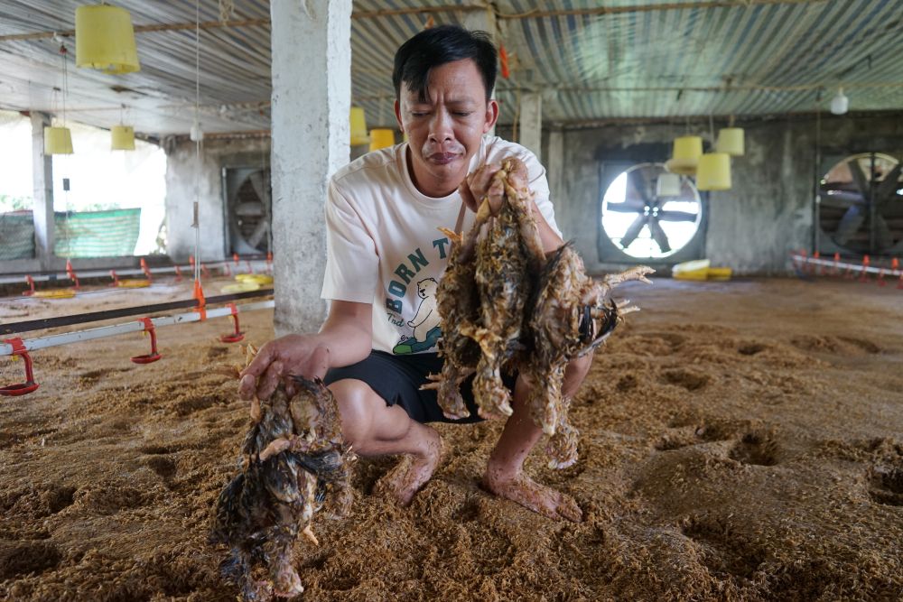 Nhiều hộ gia đình chăn nuôi (ở xã Vạn Lộc, tỉnh Thanh Hóa) trắng tay sau cơn bão số 3. Ảnh: Quách Du