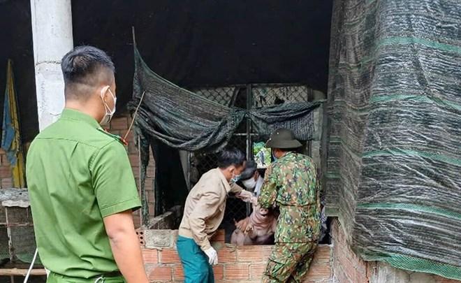 Huế ghi nhận ổ dịch tả lợn Châu Phi đầu tiên trong năm 2025