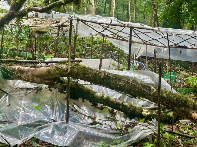 Một số khoảnh sâm trồng dưới tán rừng được che bạt, giăng dây bảo vệ bị nhánh, cây rừng gãy, đổ làm dập nát nhiều cây sâm từ 3-5 tuổi. Ảnh: Viên Nguyễn