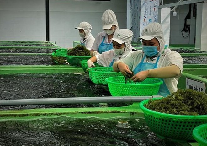 Tuyển nhiều người lao động đi làm tại Nhật Bản trong tháng 10.2025