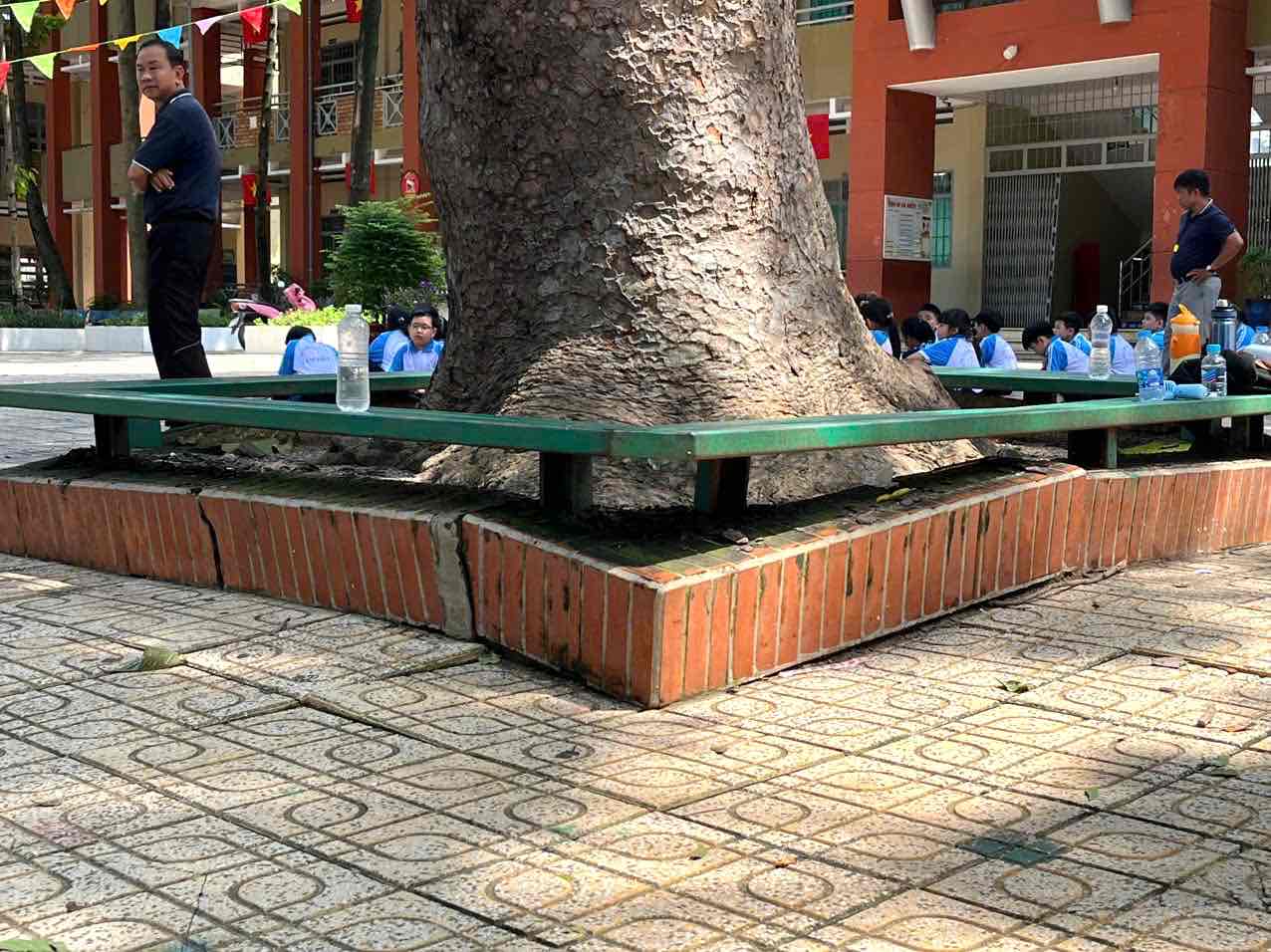 Nhiều gốc cây có đường kính lớn trong khuôn viên trường tiểu học Tam Hiệp A có nguy cơ ngã đổ, đặc biệt trong mùa mưa bão, cần được gia cố, xử lý để đảm bảo an toàn cho học sinh, cán bộ, giáo viên... Ảnh: HAC