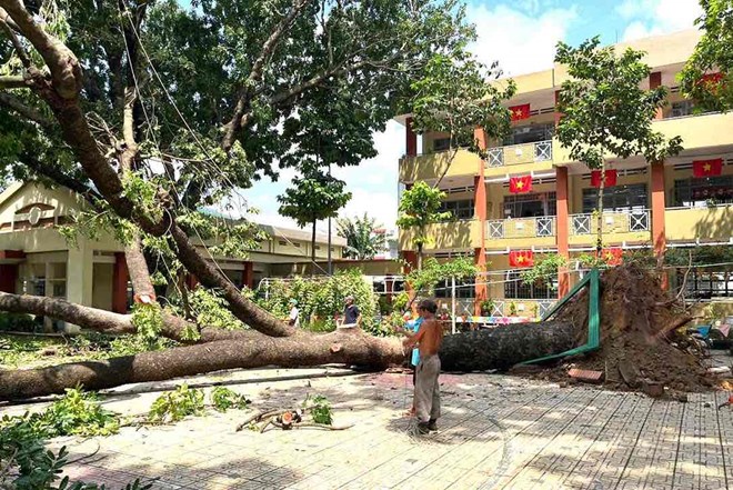 Mưa lớn kèm gió mạnh, cây xà cừ đổ sập trong trường tiểu học ở Đồng Nai