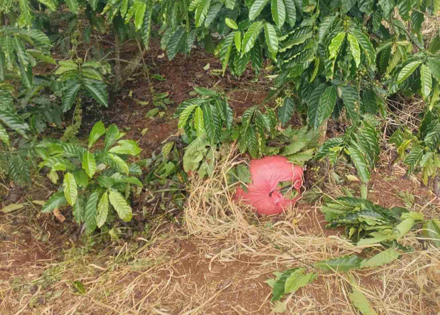 Cà phê do đối tượng M hái trộm cất giấu trong vườn. Ảnh: Công an cung cấp