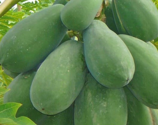 Cách đào thải axit uric bằng đu đủ xanh