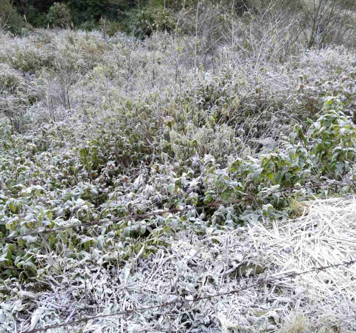 Chính quyền địa phương khuyến cáo người dân chú ý giữ ấm và bảo vệ đàn vật nuôi trước tình trạng băng giá. Ảnh: Ngọc Anh