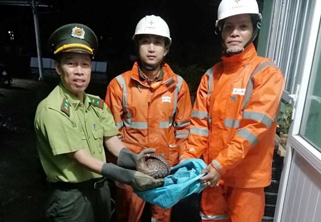 Phát hiện tê tê quý hiếm giữa đường, hai nhân viên điện lực kịp thời cứu hộ