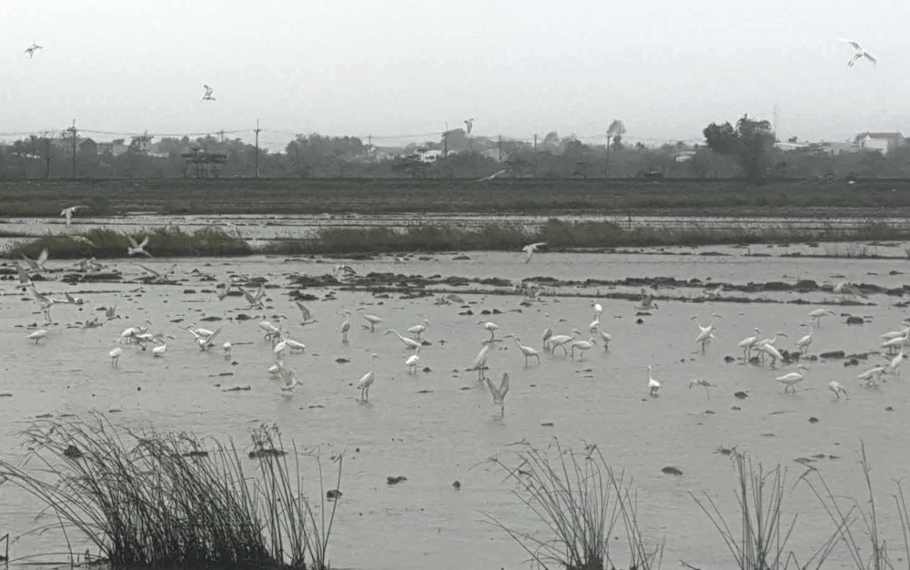 Trên những cánh đồng rộng lớn ở TP Huế, những đàn chim di cư, trong đó nổi bật là loài cò đã về đây để kiếm ăn, sinh sống. Đó cũng là lúc tình trạng săn bắt động vật hoang dã hoạt động.