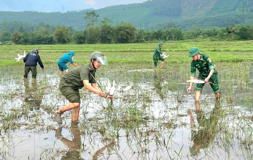 Trên hình, các lực lượng chức năng đang tháo gỡ hệ thống săn bắt chim tinh vi với hàng ngàn cò giả được ngụy trang giữa ruộng, kết hợp lưới và bẫy dính để dụ chim di cư sà xuống.