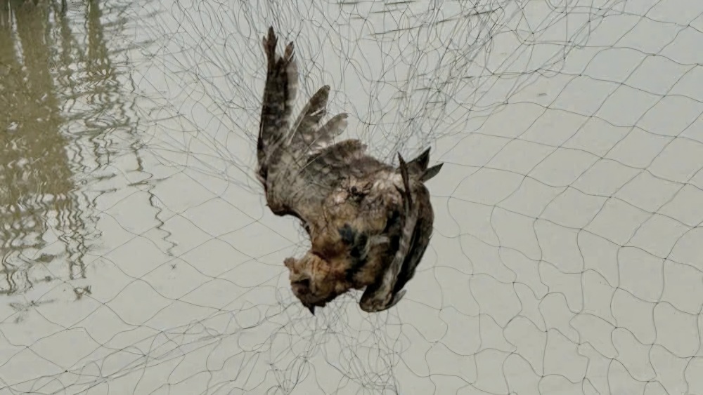 Trong các đợt truy quét, lực lượng Kiểm lâm đã giải cứu được 194 cá thể chim mắc bẫy, sau đó chăm sóc và tái thả về môi trường tự nhiên. Trên hình là cá thể chim cú mèo mắc lưới đã chết.